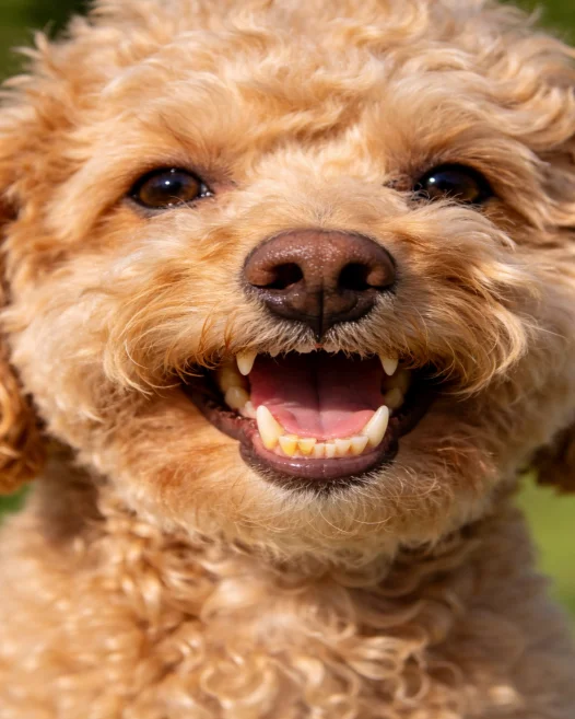 Do Water Additives Work For Dogs Teeth? Give You The Real Answer